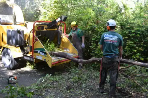 tree services Casas Adobes